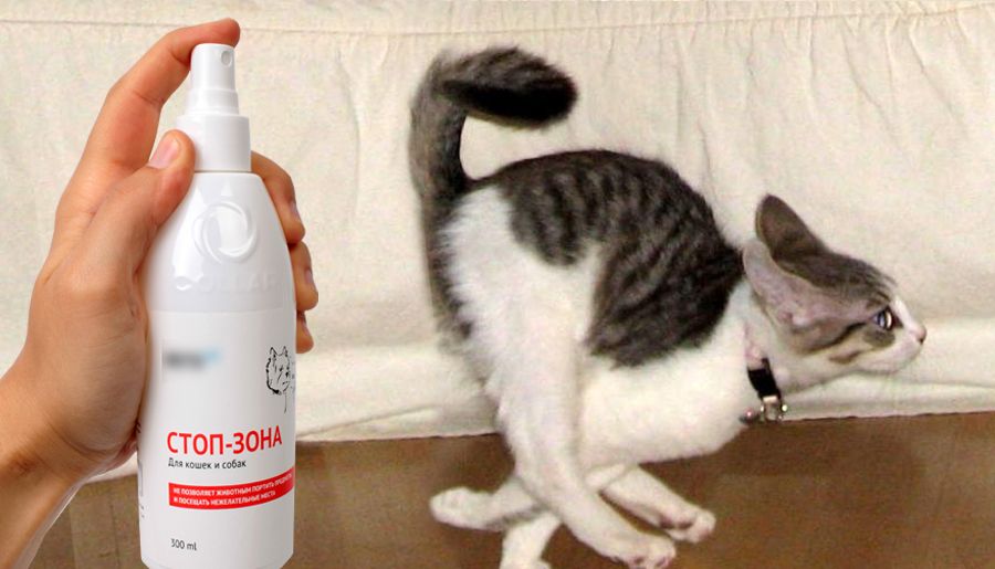 Как устранить запах кошачьей мочи